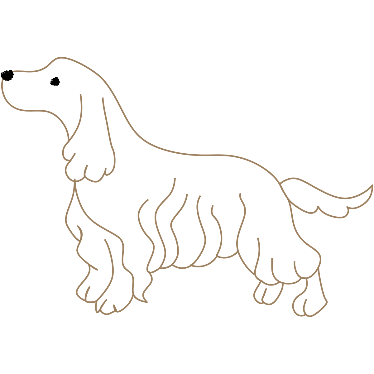spaniel