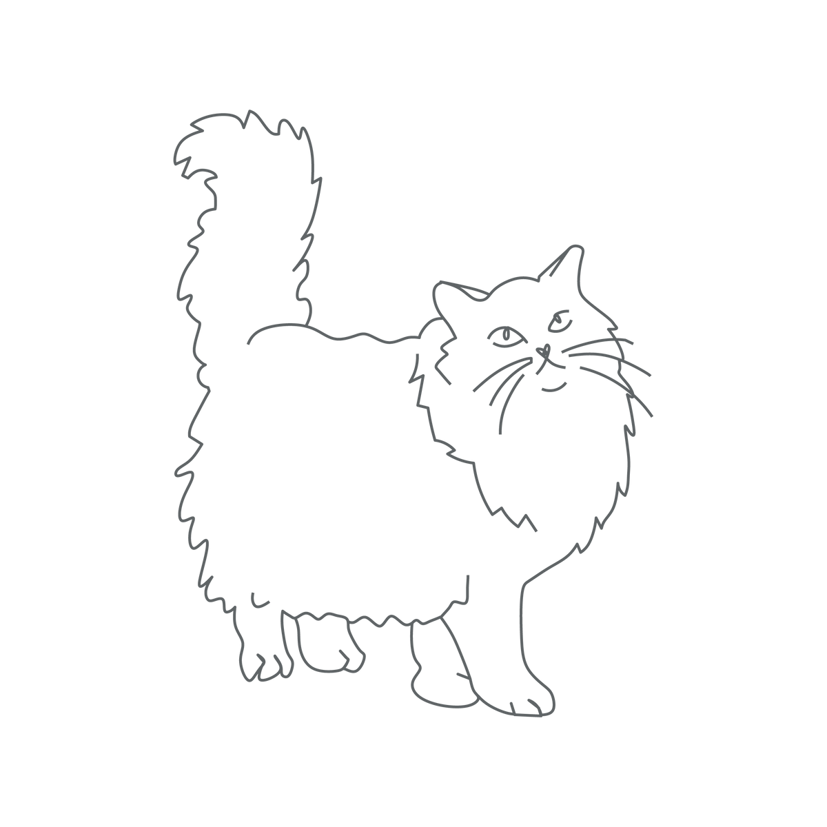 long hair cat