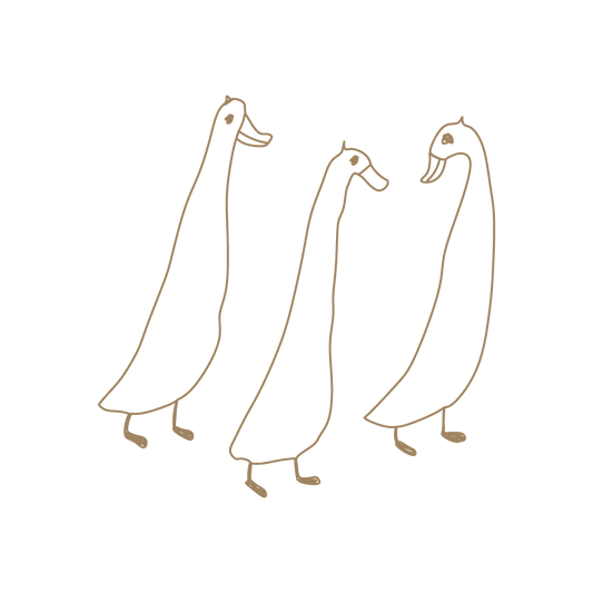 ducks
