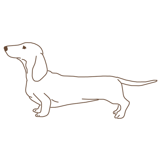 dachshund