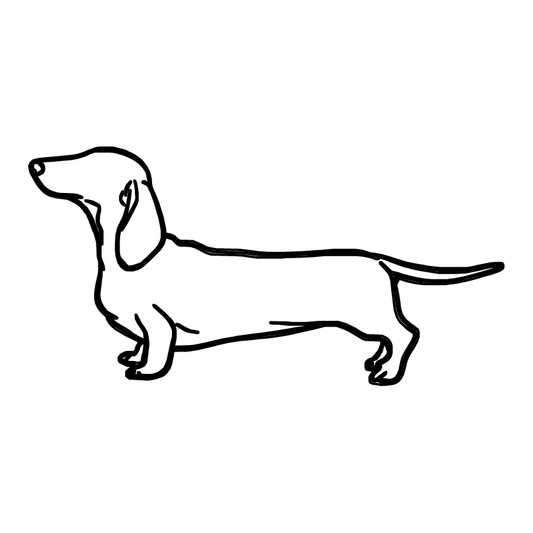 Dachshund